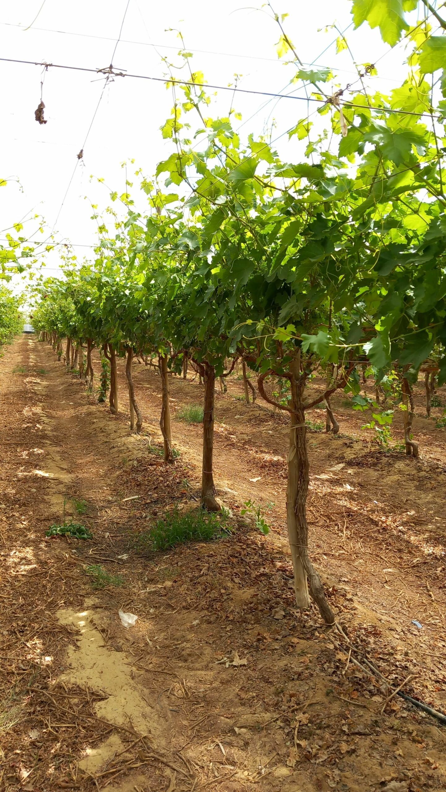 Grape Farm, (alexandria Rd. Egypt)